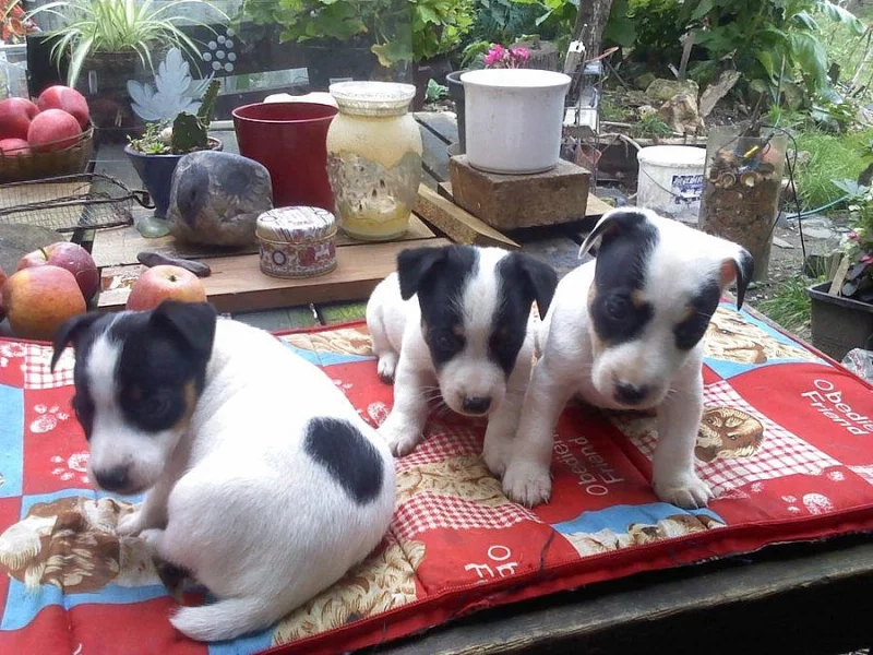 Jack russel terriér - štěňata