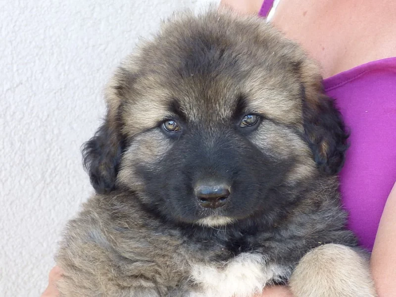 Kavkazský pastevecký pes-štěňata.