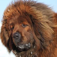 Tibetská doga červená s PP