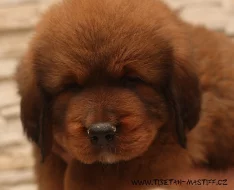 Tibetská doga červená s PP