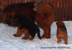 Tibetská doga červená s PP