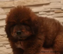 Tibetská doga červená s PP