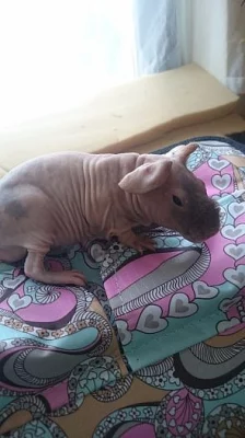 Skinník