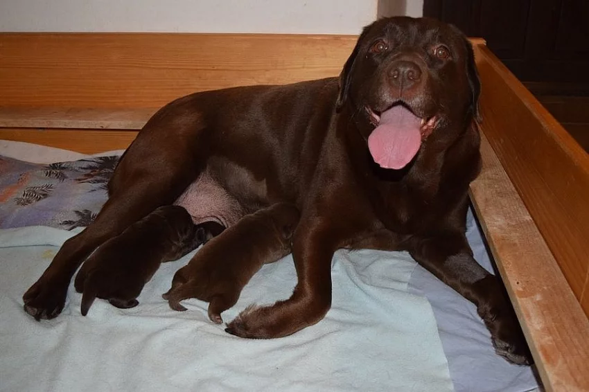 Štěňátka čokoládová -Labrador