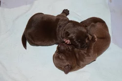 Štěňátka čokoládová -Labrador
