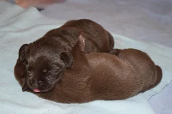 Štěňátka čokoládová -Labrador