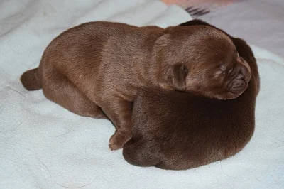 Štěňátka čokoládová -Labrador