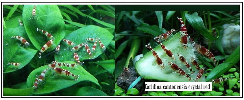 Caridina cantonensis var. Crystal Red