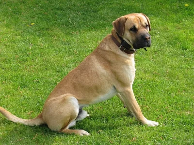 kříženec boxera s labradorem