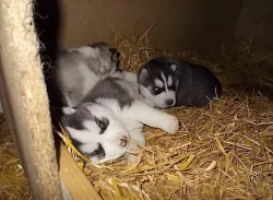 Krásných štěňátek sibiřský husky.