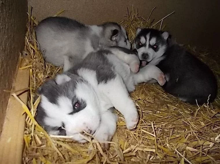 Krásných štěňátek sibiřský husky.