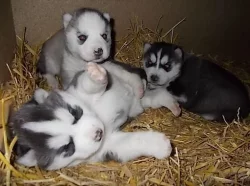 Krásných štěňátek sibiřský husky.