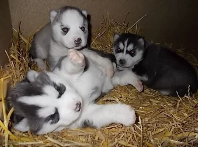 Krásných štěňátek sibiřský husky.