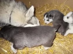 Krásných štěňátek sibiřský husky.