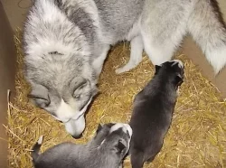 Krásných štěňátek sibiřský husky.