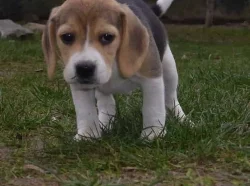 Bígl (beagle) - krásná štěňátka