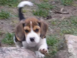 Bígl (beagle) - krásná štěňátka