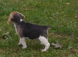 Bígl (beagle) - krásná štěňátka