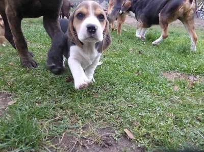 Bígl (beagle) - krásná štěňátka