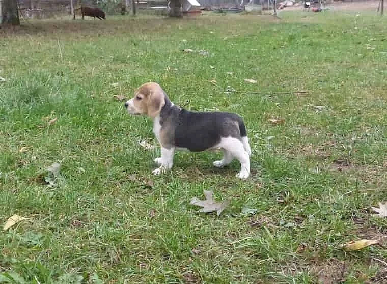 Bígl (beagle) - krásná štěňátka