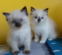 TOP KOŤATA RAGDOLL SPP