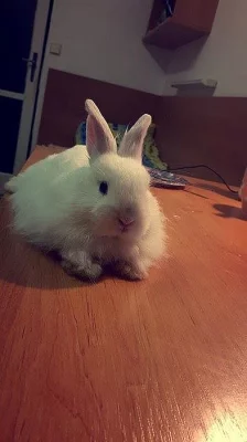 Králíček Lví hlava