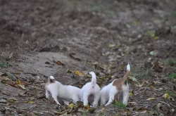 JRT (Jack Russell) - krásná štěňátka