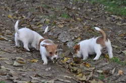 JRT (Jack Russell) - krásná štěňátka