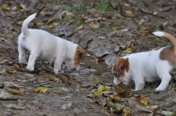 JRT (Jack Russell) - krásná štěňátka