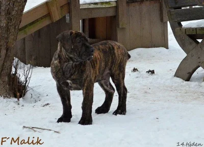 Boerboel štěňata s PP