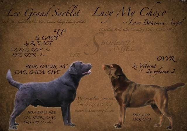 Štěňata Labradora s PP