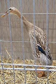 Daruji kachnu indického běžce