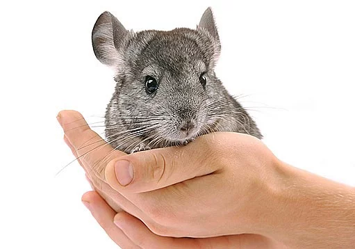 Koupím mládě činčily