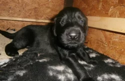 Flat coated retriever s PP