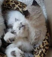 Nádherná kocicka RAGDOLL