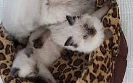 Nádherná kocicka RAGDOLL