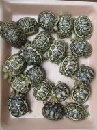 Želva pardálí (Stigmochelys pardalis)