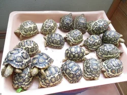 Želva pardálí (Stigmochelys pardalis)