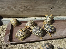 Želva pardálí (Stigmochelys pardalis)