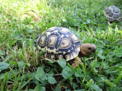 Želva pardálí (Stigmochelys pardalis)