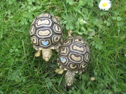 Želva pardálí (Stigmochelys pardalis)
