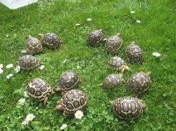 Želva pardálí (Stigmochelys pardalis)