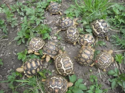 Želva pardálí (Stigmochelys pardalis)
