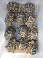 Želva pardálí (Stigmochelys pardalis)