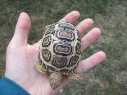 Želva pardálí (Stigmochelys pardalis)