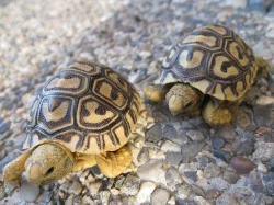 Želva pardálí (Stigmochelys pardalis)