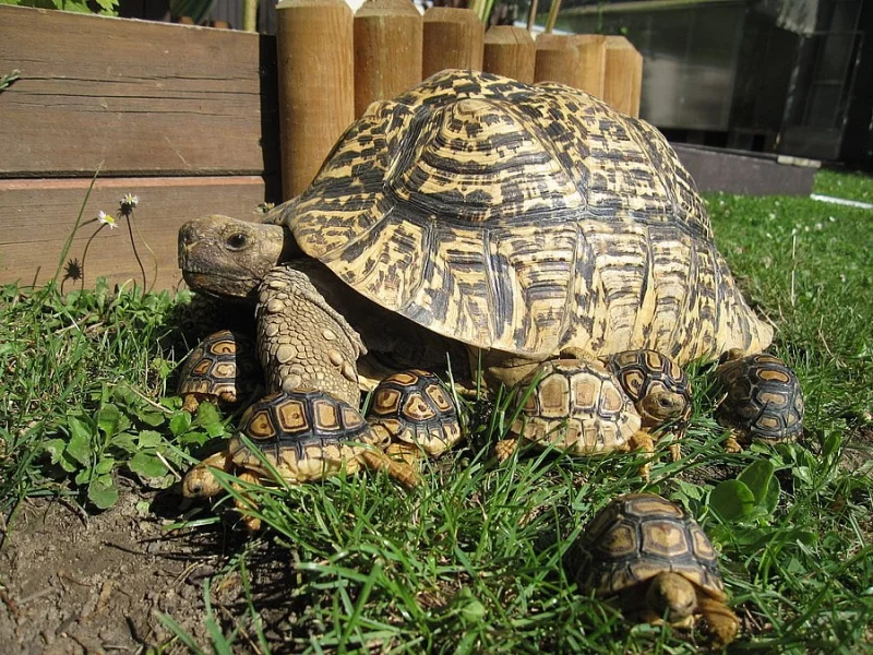 Želva pardálí (Stigmochelys pardalis)