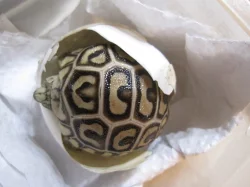 Želva pardálí (Stigmochelys pardalis)