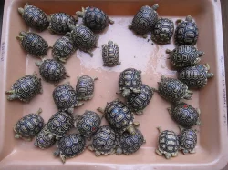 Želva pardálí (Stigmochelys pardalis)
