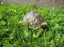 Želva pardálí (Stigmochelys pardalis)